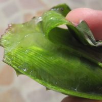 Uso da babosa - Aloe vera organica 